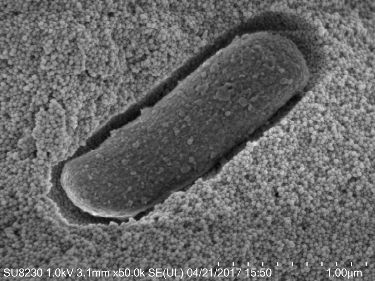 encapsulated bacterium
